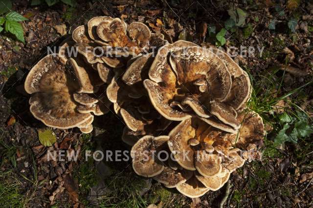 Giant Polypore 01