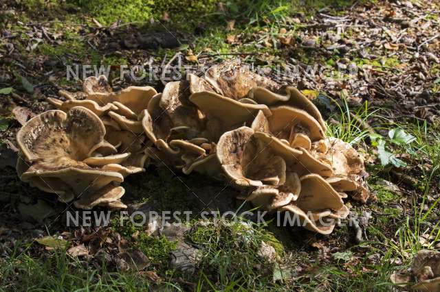 Giant Polypore 02