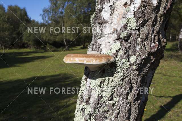 Birch Polypore 10