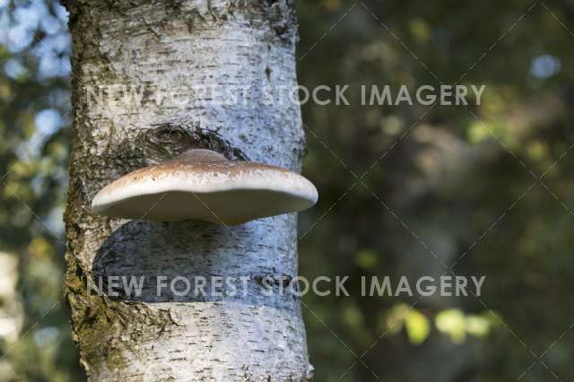 Birch Polypore 11