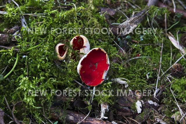 Scarlet Elf Cup 02