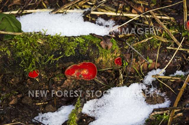 Scarlet Elf Cup 03