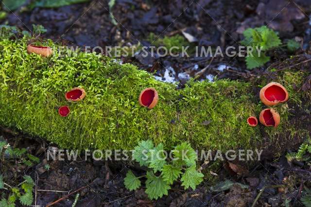 Scarlet Elf Cup 04