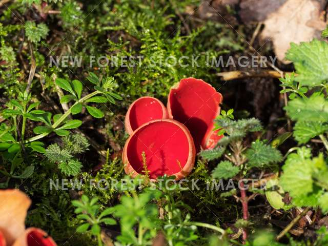 Scarlet Elf Cup 05