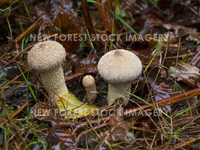 Common Puffball 05