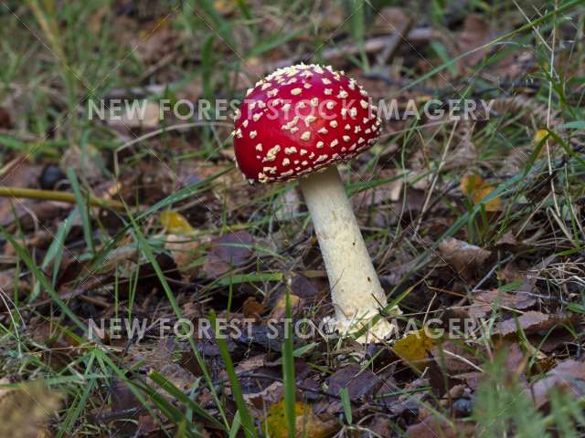 Fly Agaric 05