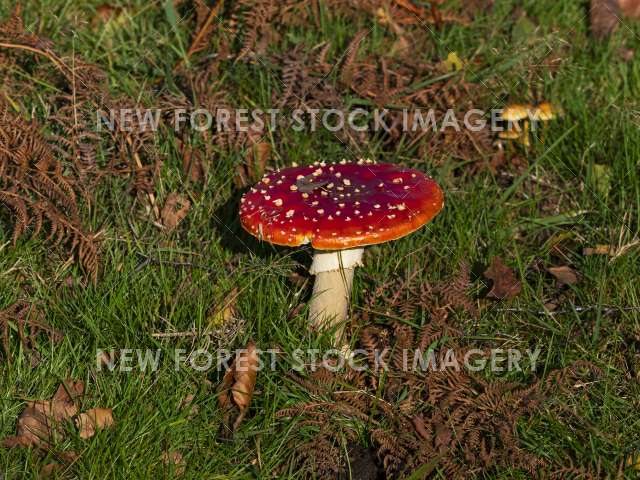 Fly Agaric 06