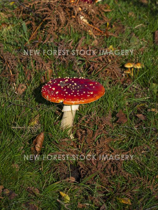 Fly Agaric 07