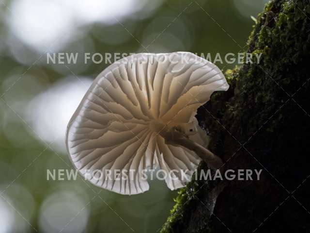 Porcelain Fungus 04