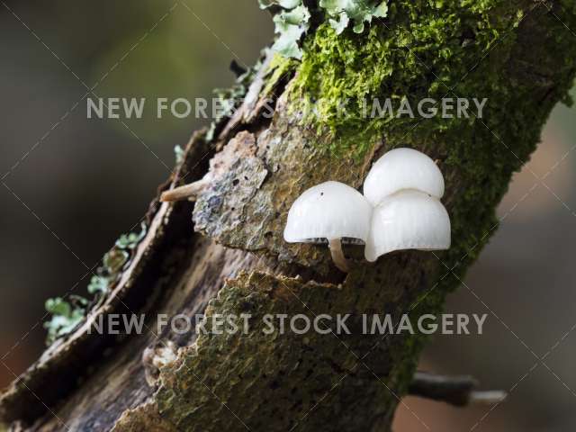 Porcelain Fungus 05