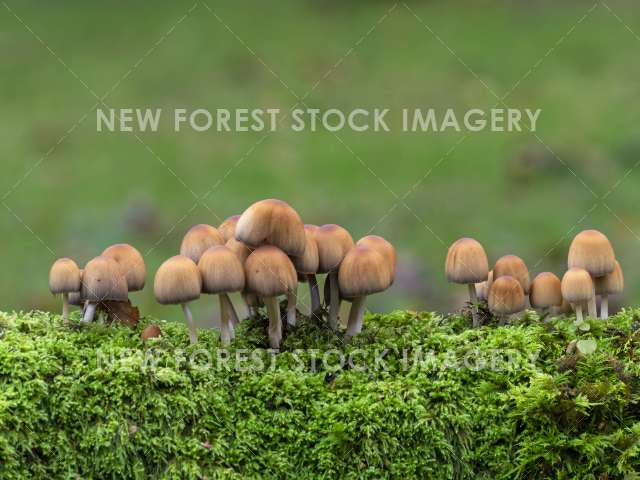 Glistening Inkcap 06