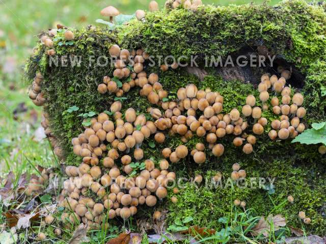 Glistening Inkcap 07