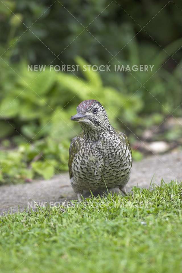 Green Woodpecker 03