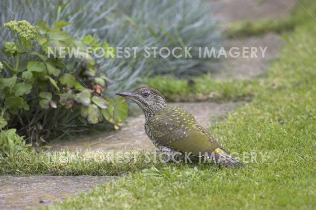 Green Woodpecker 04