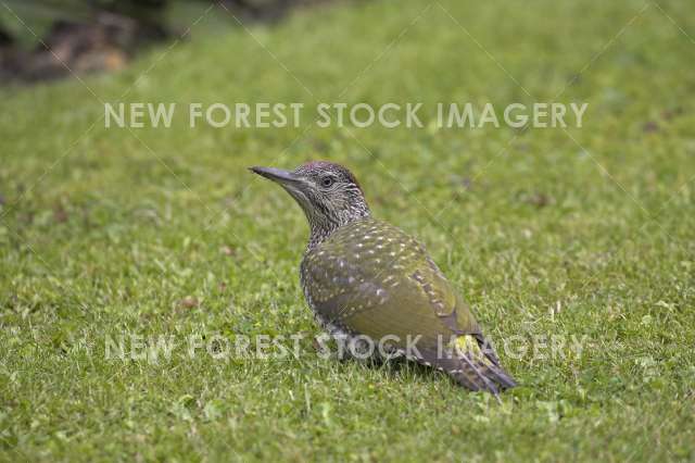 Green Woodpecker 06