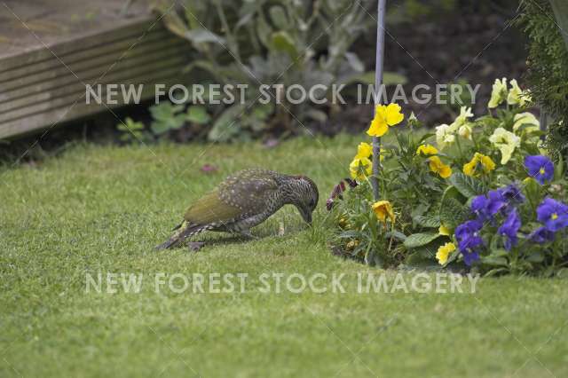 Green Woodpecker 07