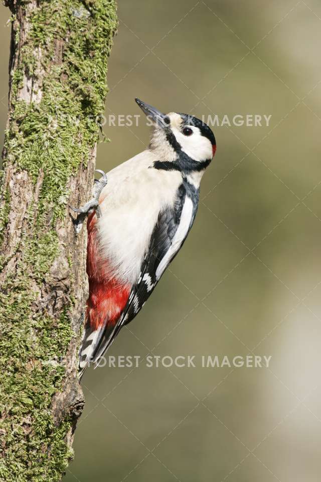 Great Spotted Woodpecker 04