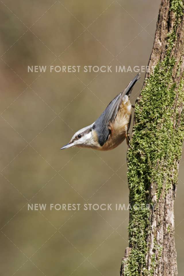 Nuthatch 07