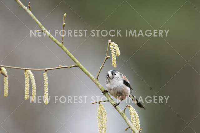 Long-tailed Tit 01