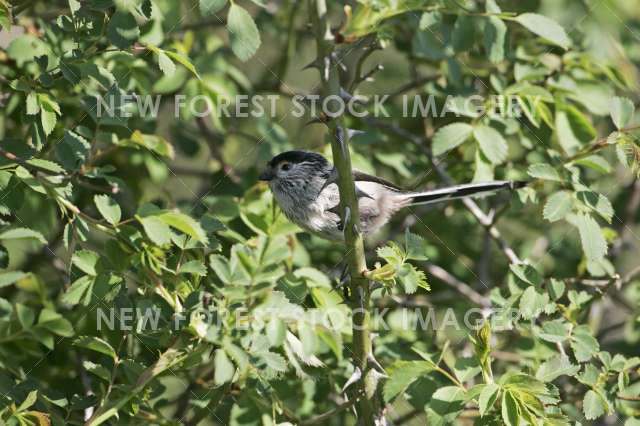 Long-tailed Tit 02