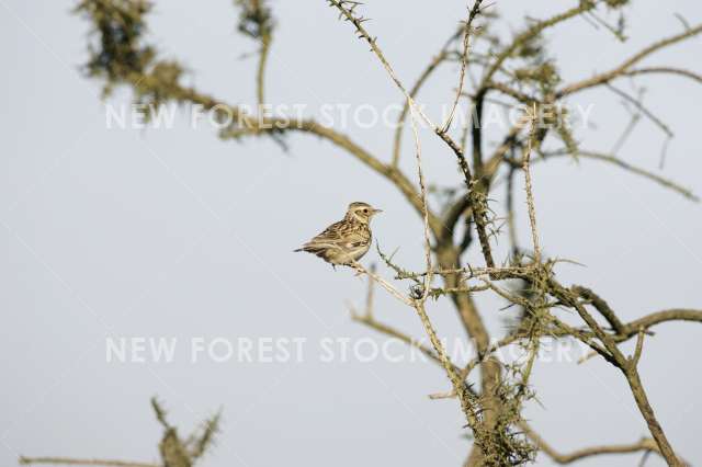 Woodlark 05