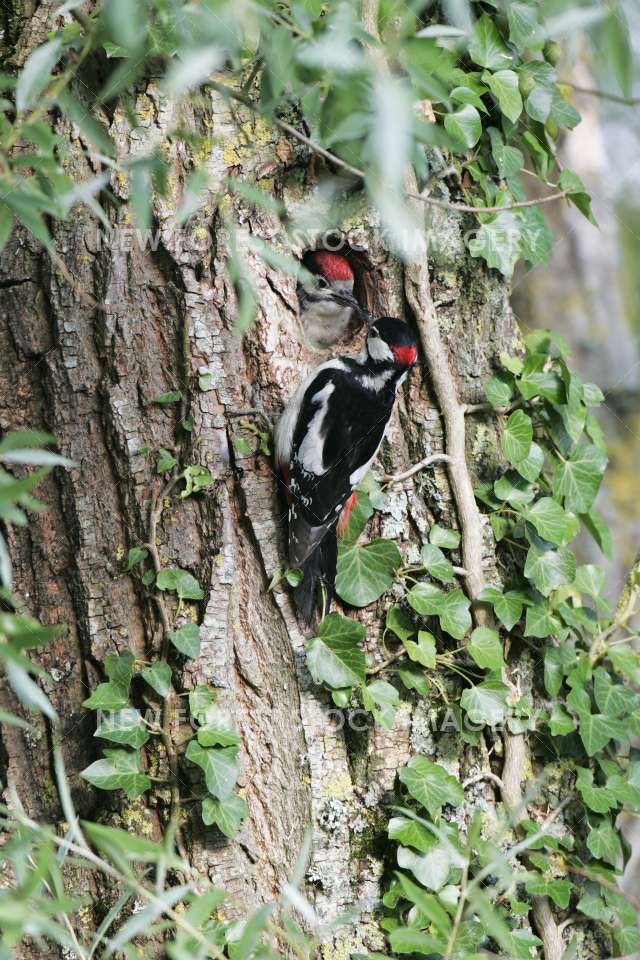 Great Spotted Woodpecker 05