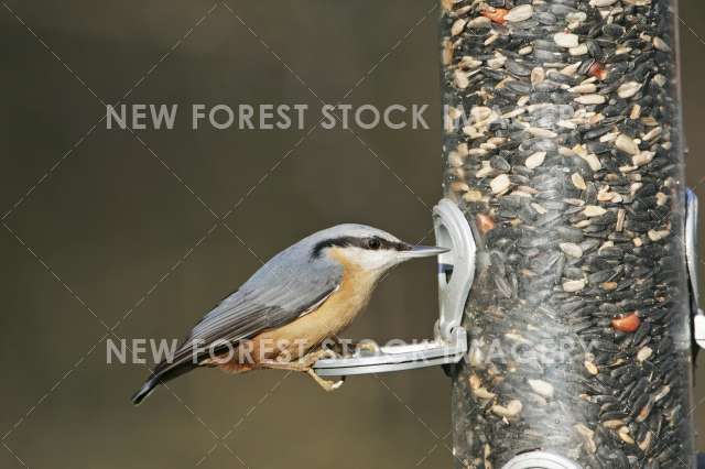 Nuthatch 09