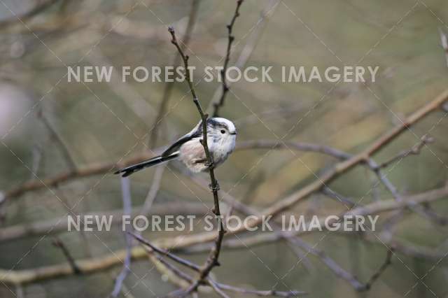 Long-tailed Tit 03