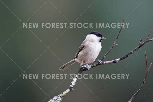 Marsh Tit 06