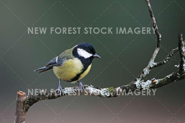 Great Tit 10