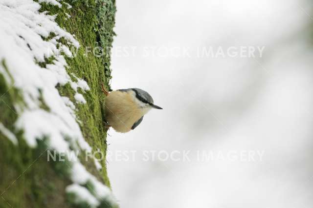 Nuthatch 10