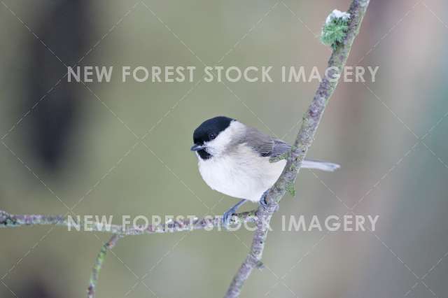 Marsh Tit 07