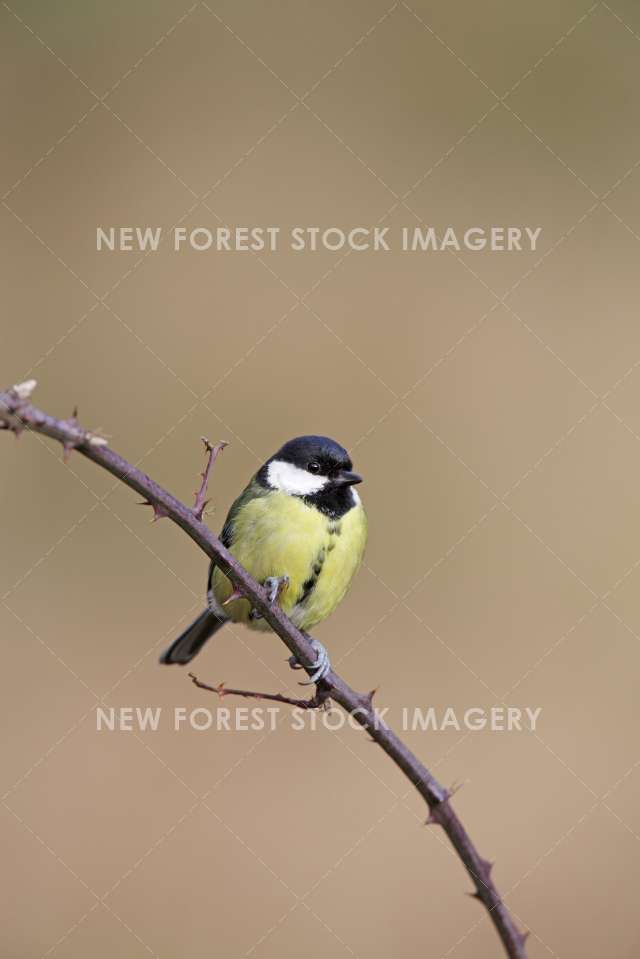 Great Tit 11