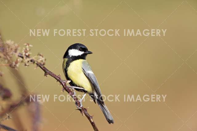 Great Tit 12