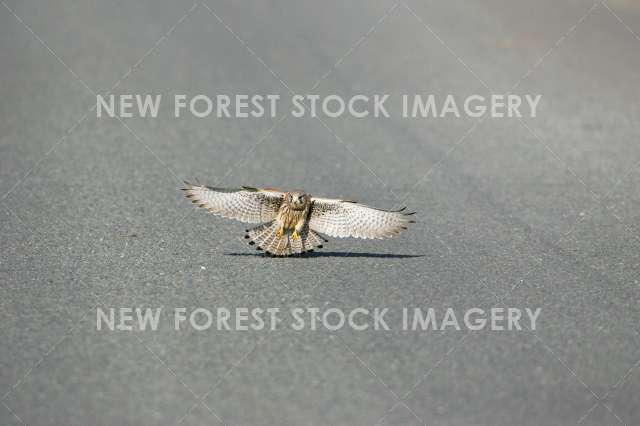 Kestrel 09