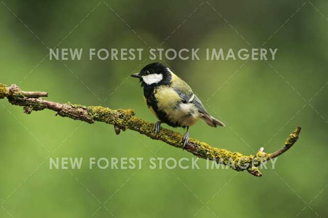 Great Tit 14