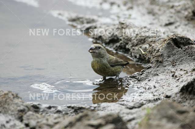 Crossbill 07