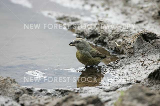 Crossbill 08