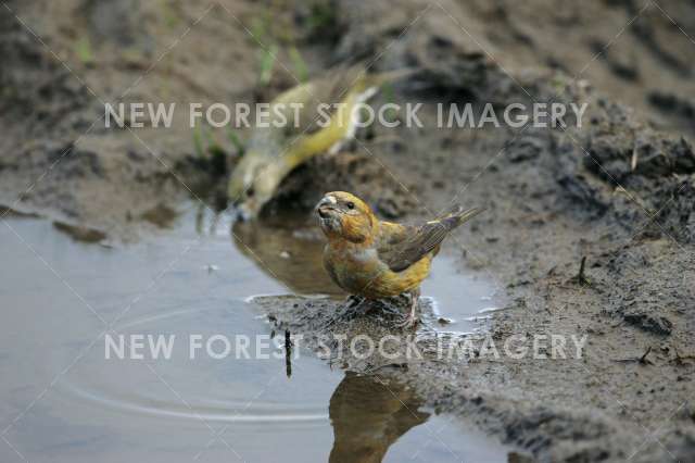 Crossbill 10