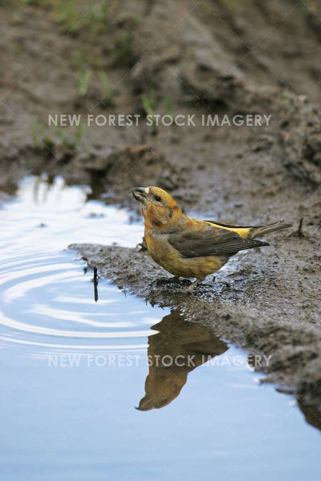 Crossbill 11