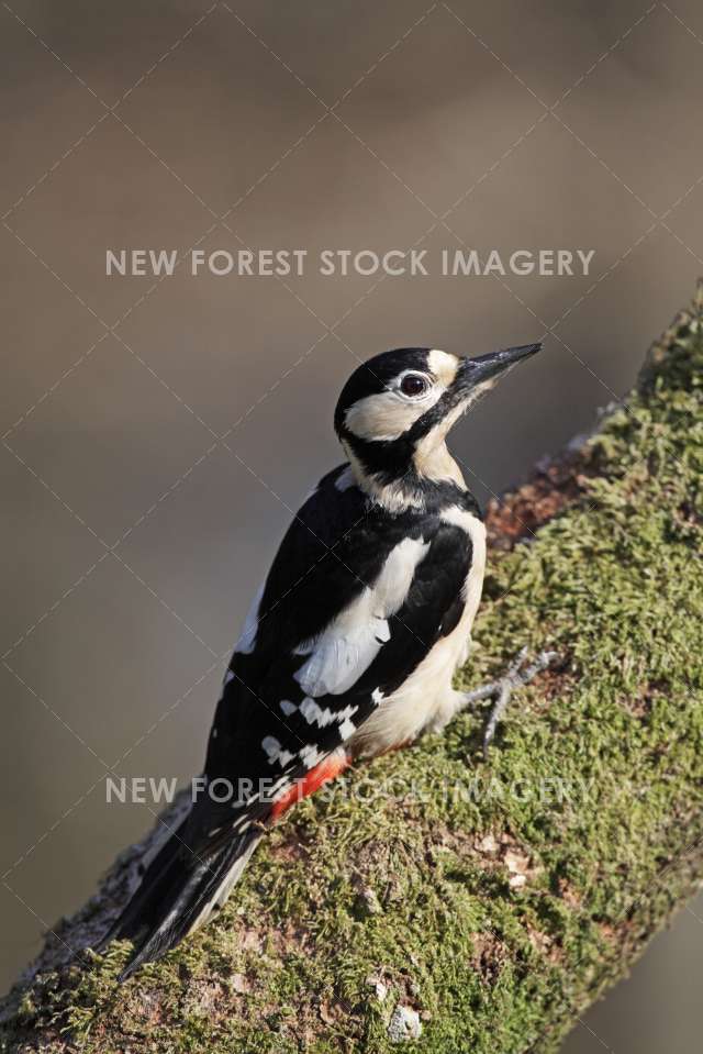 Great Spotted Woodpecker 06