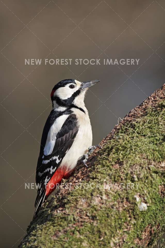 Great Spotted Woodpecker 07