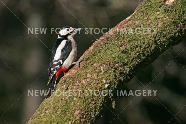 Great Spotted Woodpecker 08