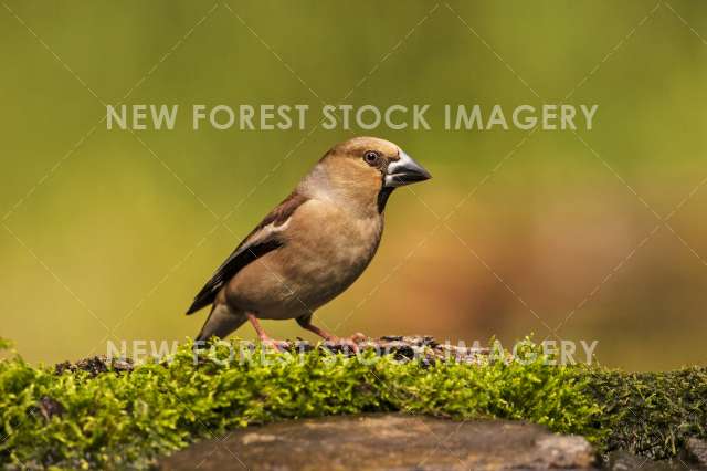 Hawfinch 01