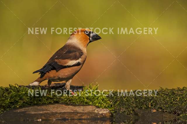 Hawfinch 02