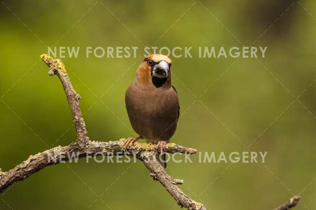 Hawfinch 06