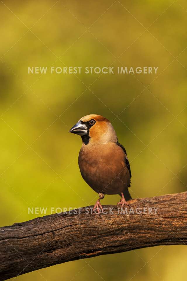 Hawfinch 07