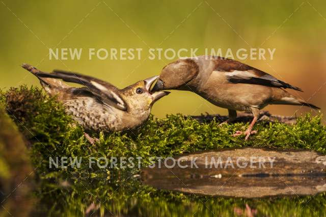 Hawfinch 08