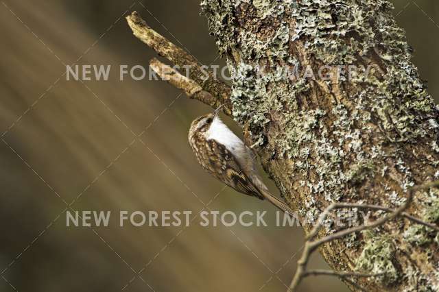 Treecreeper 09