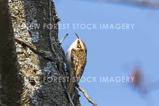 Treecreeper 10